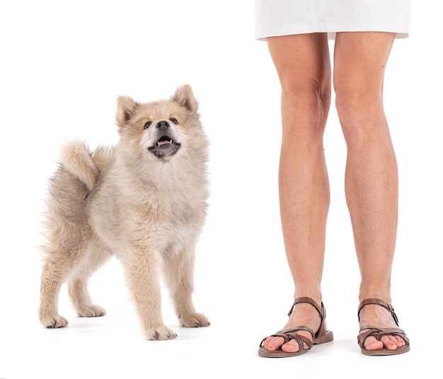 Adorabile cucciolo Eurasier beige con la sua padrona