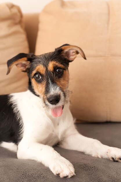 Adorabile cucciolo Jack Russell Terrier sdraiato sul divano Ritratto di un cagnolino