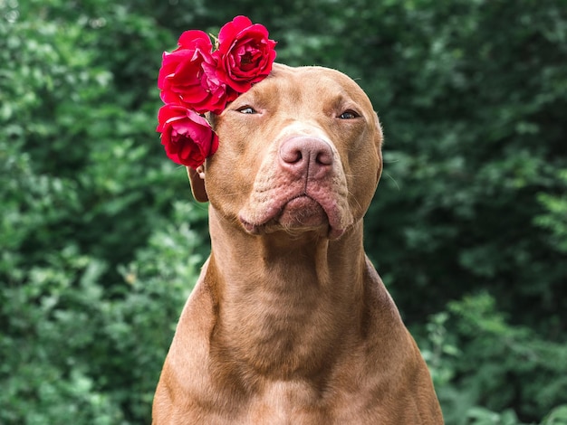 Adorabile cucciolo piuttosto marrone e fiori luminosi