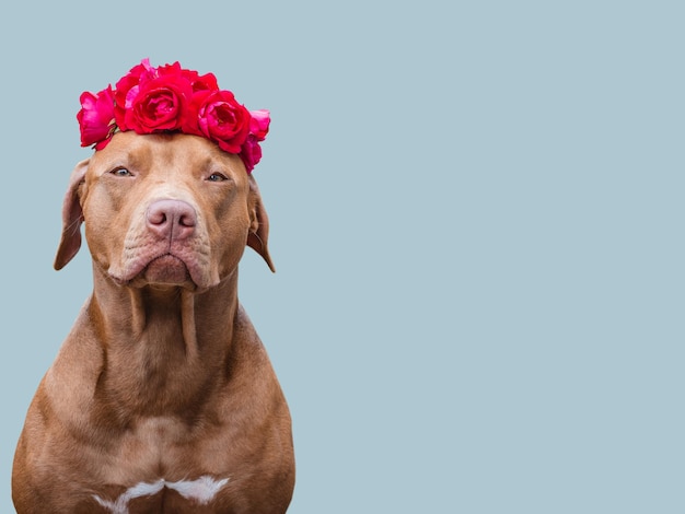 Adorabile cucciolo piuttosto marrone e fiori luminosi