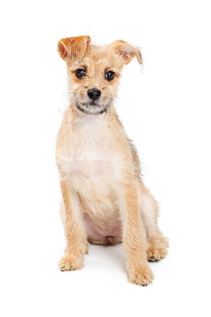 Adorabile Cucciolo Trasandato Seduto Con Pazienza