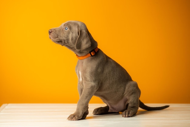 Adorabile cucciolo Weimaraner carino su sfondo arancione