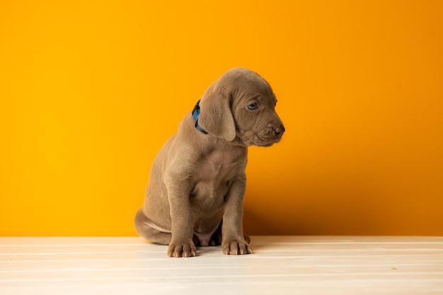 Adorabile cucciolo Weimaraner carino su sfondo arancione