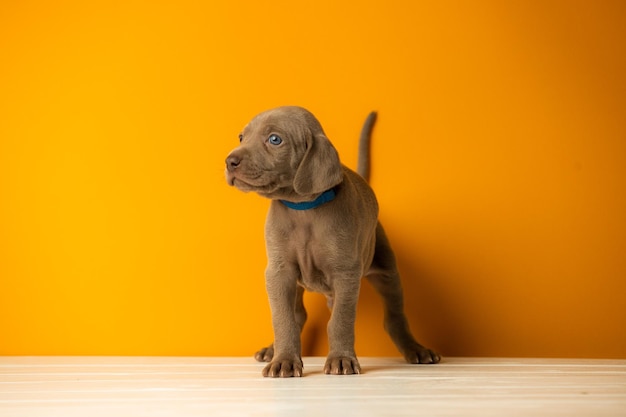 Adorabile cucciolo Weimaraner carino su sfondo arancione