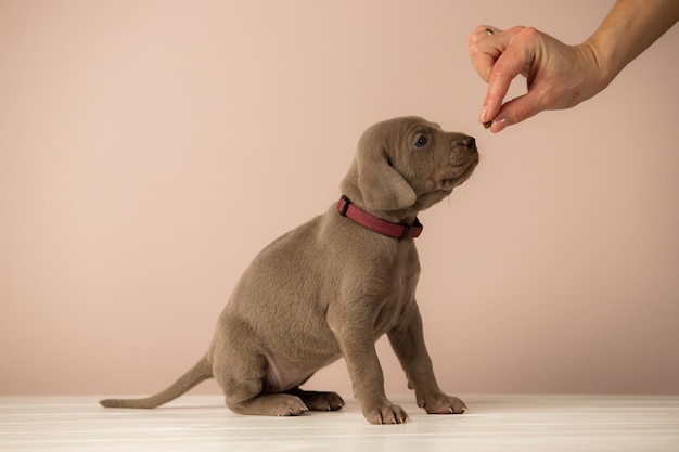 Adorabile cucciolo Weimaraner carino su sfondo beige