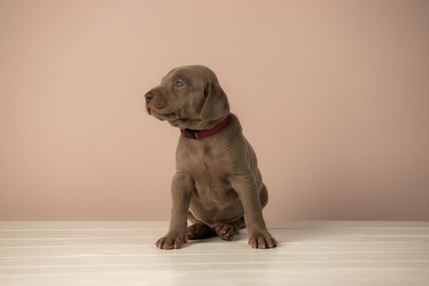 Adorabile cucciolo Weimaraner carino su sfondo beige