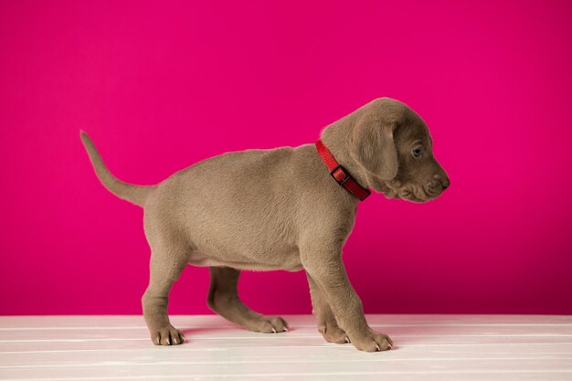 Adorabile cucciolo Weimaraner carino su sfondo rosa