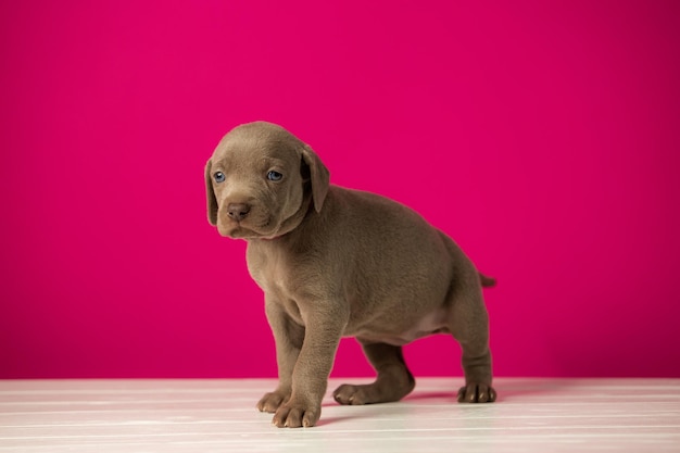 Adorabile cucciolo Weimaraner carino su sfondo rosa