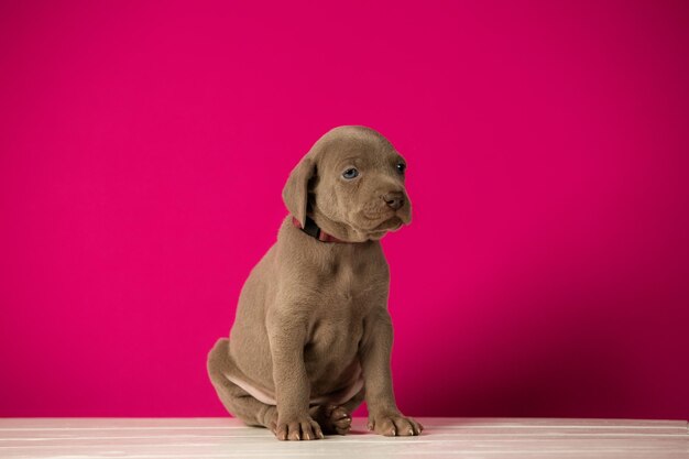 Adorabile cucciolo Weimaraner carino su sfondo rosa