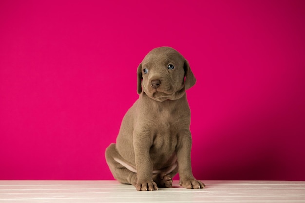 Adorabile cucciolo Weimaraner carino su sfondo rosa