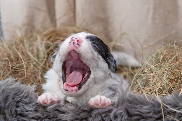 Adorabile foto di un fantastico cucciolo di border collie blu merle tricolore che sbadiglia in un cesto di fieno