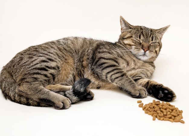 adorabile gattina tabby femminile seduta orgogliosa con cibo secco isolato su beige o grigio bellissimo