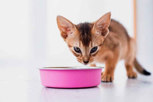 Adorabile gattino abissino mangia cibo umido su sfondo bianco di legno Simpatico gattino di razza pura in cucina