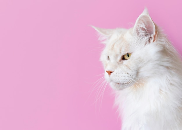 Adorabile gattino bianco con parete monocromatica dietro di lei