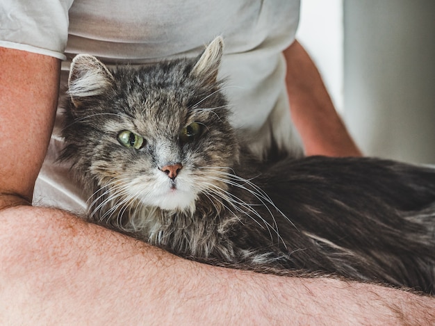 Adorabile gattino e mano maschile.