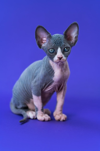 Adorabile gattino glabro di razza sphynx canadese seduto su sfondo blu e guardando la telecamera