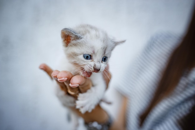 Adorabile gattino nelle mani su sfondo bianco. Mani femminili che tengono gattino bianco e grigio carino. Amico peloso nella nuova casa, concetto di adozione