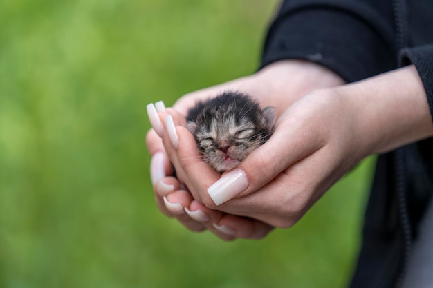 Adorabile gattino neonato che dorme nelle mani di una ragazza da vicino Gattino grigio molto piccolo e carino di un giorno in mani femminili