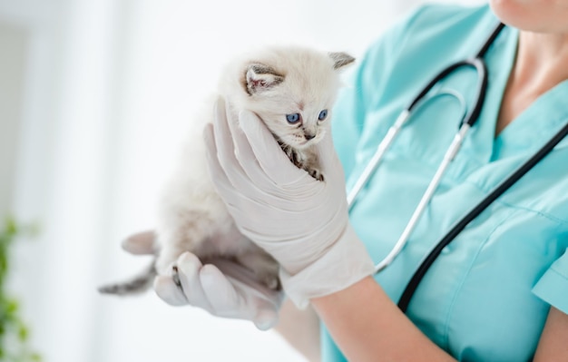Adorabile gattino ragdoll con bellissimi occhi azzurri presso la clinica veterinaria. Veterinario della donna che tiene nelle sue mani gattino lanuginoso di razza pura durante l'esame di cure mediche al chiuso