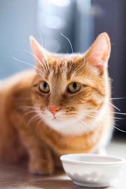 Adorabile gattino rosso di razza pura in piedi con i baffi vicino alla ciotola bianca con il cibo e guardandolo su uno sfondo nero sul pavimento di legno in cucina Cute gattino di rassa pura che va a mangiare