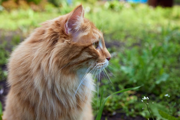 Adorabile gattino rosso purosangue Razza Kurilian Bobtail Razza di gatti ipoallergenica