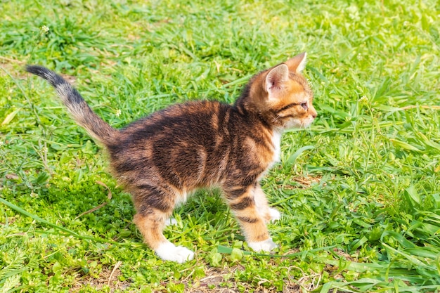 Adorabile gattino soriano miagolante all'aperto