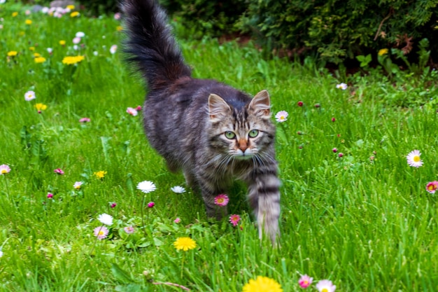 Adorabile gattino soriano miagolante all'aperto