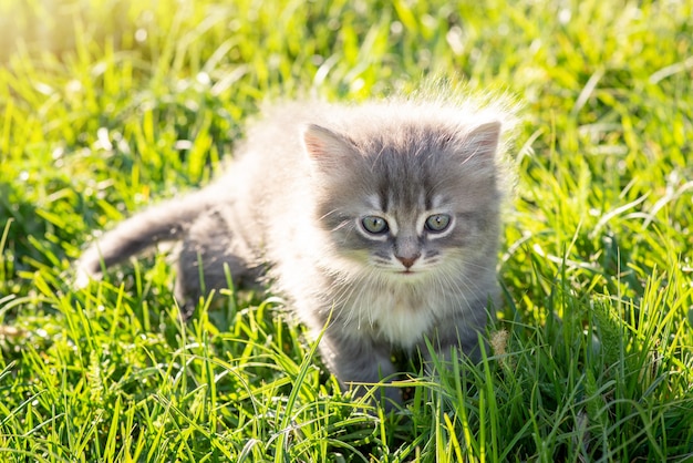 Adorabile gattino sull'erba fresca e brillante contro il sole al tramonto