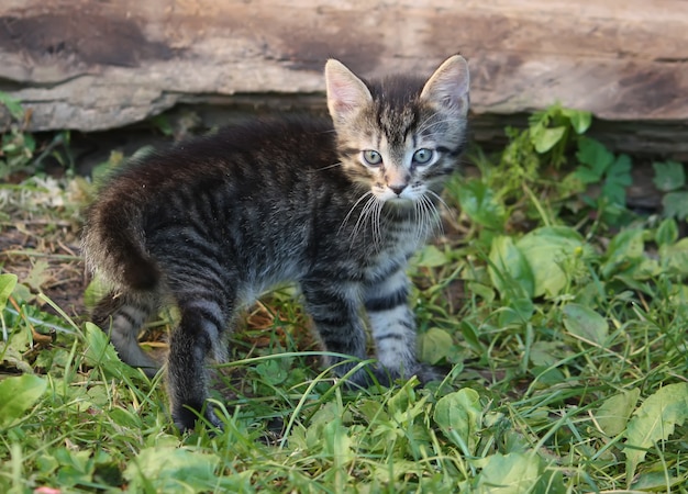 Adorabile gattino tabby a strisce grigie che gioca all'aperto