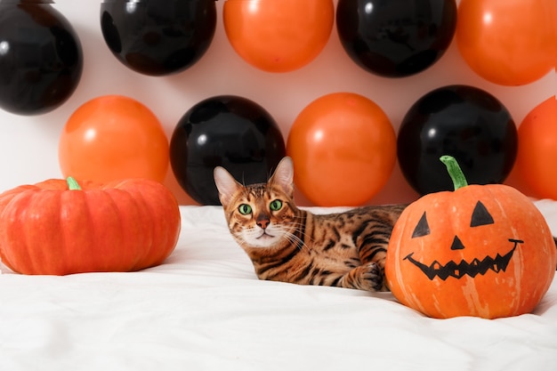 Adorabile gatto bengala dagli occhi verdi di razza sdraiato su un letto bianco tra le festose decorazioni di Halloween