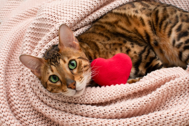Adorabile gatto bengala dagli occhi verdi sdraiato sulla coperta rosa con cuore rosso di peluche. San Valentino relax, amore, concetto di animali domestici. Avvicinamento. Biglietto di auguri di San Valentino.