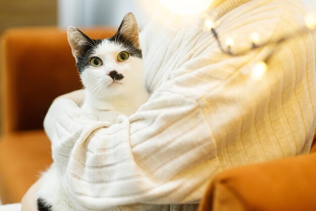 Adorabile gatto bianco e nero seduto nelle mani di una donna in una stanza con luci di Natale concetto di adozione di animali domestici Persona in un accogliente maglione che abbraccia un gatto spaventato carino con emozioni divertenti