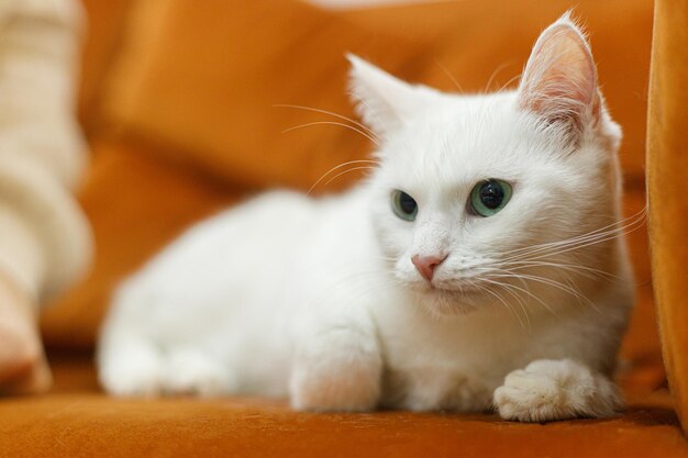 Adorabile gatto bianco seduto e rilassato sul divano in camera concetto di adozione di animali domestici Persona in accogliente maglione accarezzando carino gatto spaventato con occhi verdi sul letto