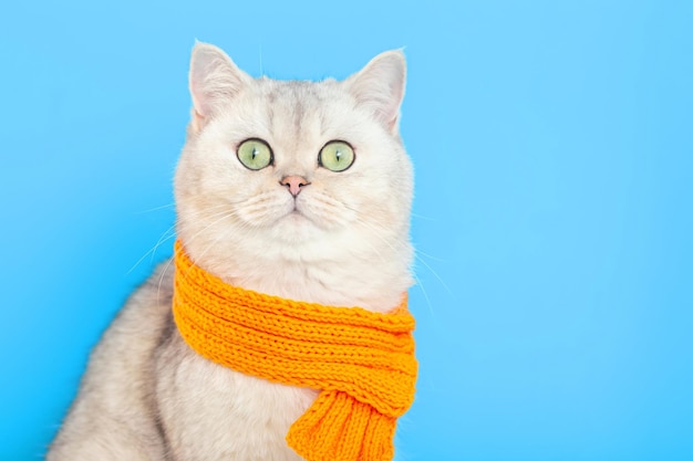 Adorabile gatto bianco seduto in una sciarpa lavorata a maglia arancione su sfondo blu