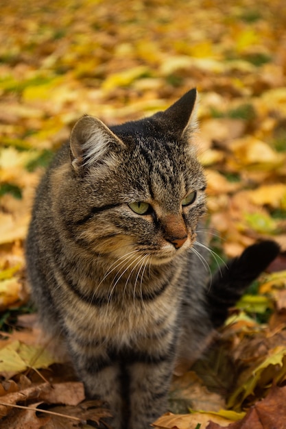 Adorabile gatto cammina nel parco d'autunno