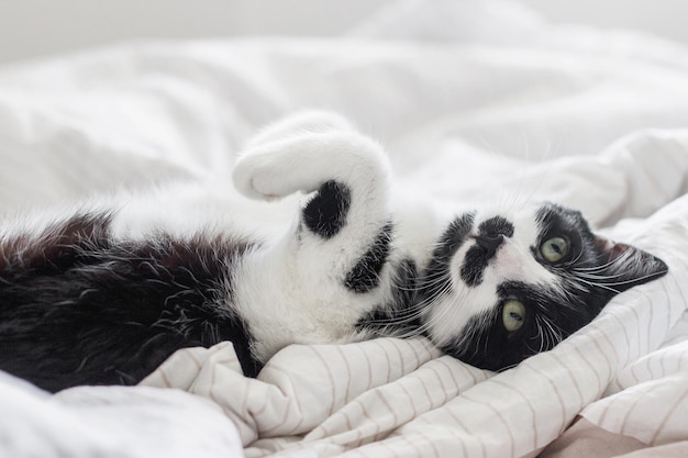 Adorabile gatto con divertente emozione sdraiato sul letto in lenzuola eleganti nella luce del mattino momento di piacere Gattino divertente con occhi verdi che si rilassa sull'accogliente letto del proprietario in una camera moderna Animali domestici