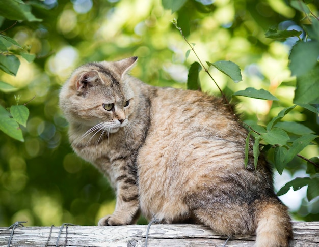 Adorabile gatto con pelliccia si siede sul recinto