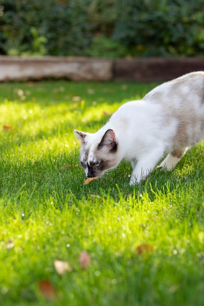 Adorabile gatto domestico che si riproduce in natura camminando sull'erba e annusando una foglia in autunno