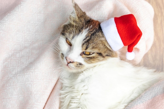 adorabile gatto domestico gattino domestico seduto su sciarpa invernale di lana con cappello di Babbo Natale sulla testa.