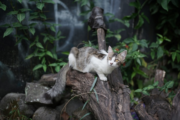 adorabile gatto è nell'outdor