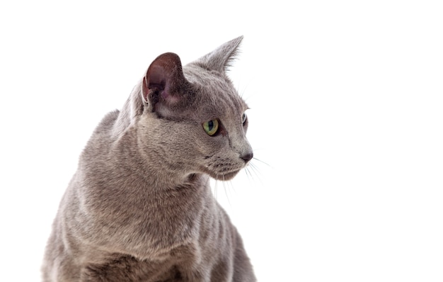 Adorabile gatto grigio con gli occhi verdi