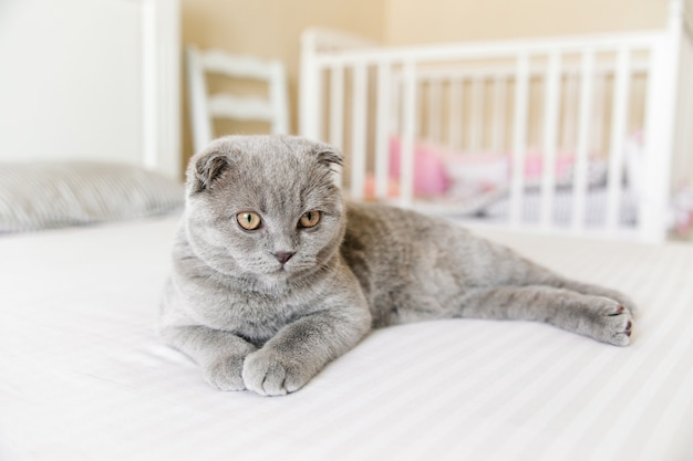 Adorabile gatto grigio Scottish fold