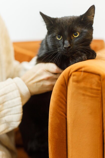 Adorabile gatto nero in mani di donna seduto sul divano nella stanza concetto di adozione di animali domestici Persona in accogliente maglione accarezzando carino gatto spaventato sul letto