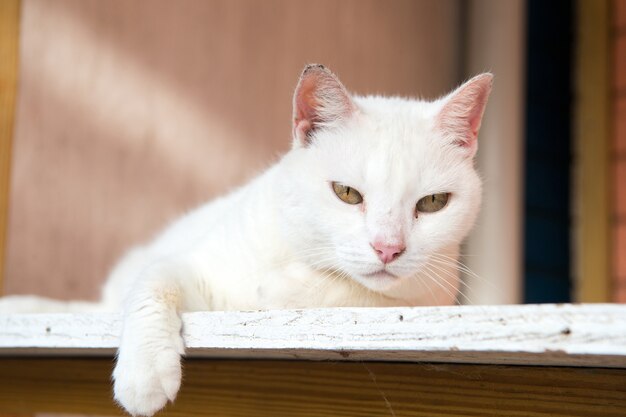 Adorabile gatto o gattino con pelliccia bianca posata su legno con occhi e orecchie carini, primo piano