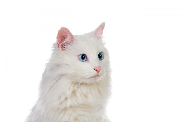 Adorabile gatto persiano bianco