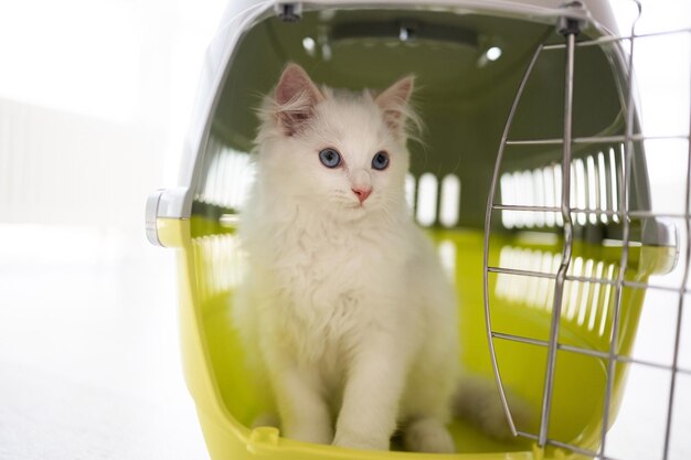 Adorabile gatto ragdoll con bellissimi occhi azzurri seduto all'interno di un cesto per il trasporto...