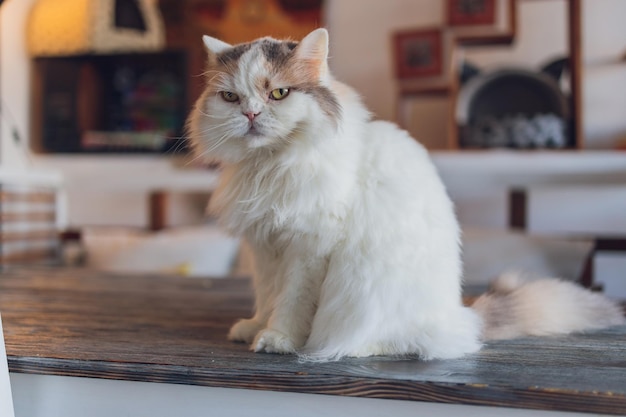 Adorabile gatto soriano seduto sul pavimento della cucina che fissa la telecamera