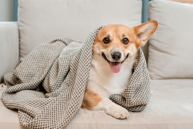 Adorabile giocattolo sotto coperta sul divano