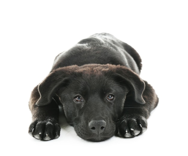 Adorabile giovane Labrador nero sdraiato su sfondo bianco