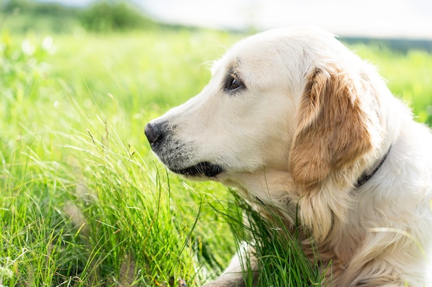 Adorabile golden retriever sdraiato sull'erba verde